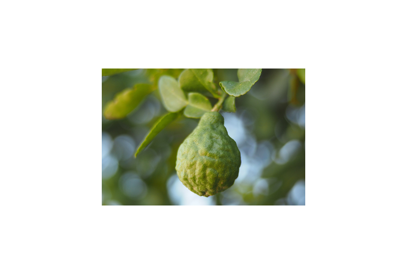 Bergamot: o citrica cu efecte antioxidante, antidepresive si antibacteriene