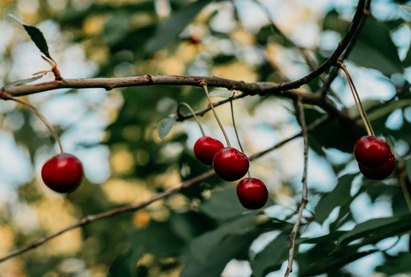 Nutritie: Beneficii ale consumului de visine pentru organism