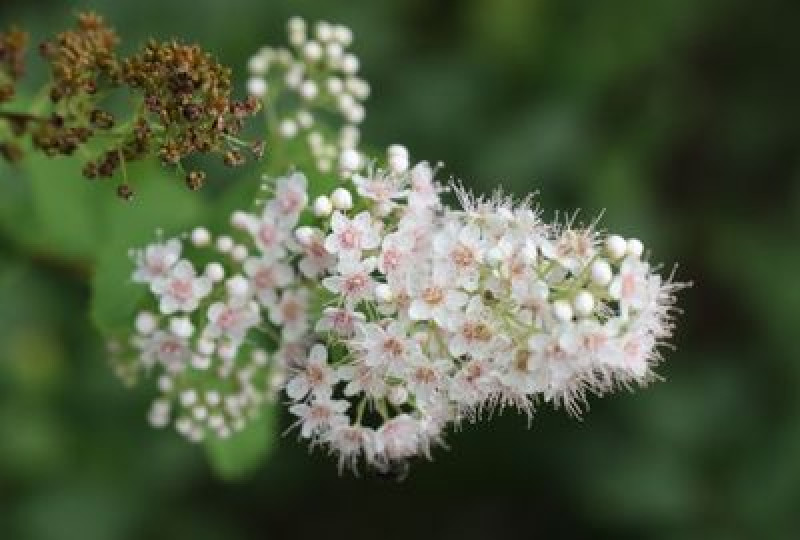 Cretusca: planta medicinala cu o multime de beneficii pentru organism