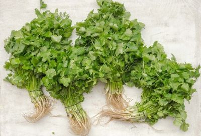 Coriandru: ce este, cum se cultiva si ce beneficii ofera