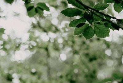 Frasinul: arborele cu proprietati medicinale si cosmetice