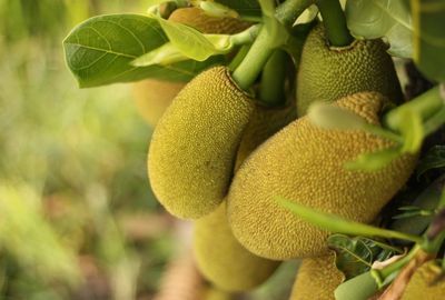 Jackfruit: Fructul cu pulpa galbena care trebuie inclus in alimentatie