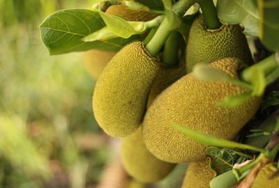 Jackfruit: Fructul cu pulpa galbena care trebuie inclus in alimentatie