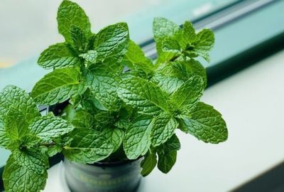 Menta: planta medicinala cu proprietati digestive si efecte calmante pentru organism