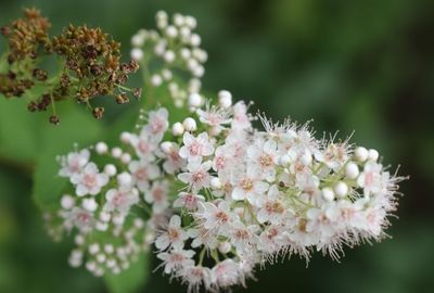 Alergii sezoniere: simptome, tratament si metode de preventie