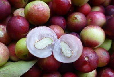 Myrciaria dubia: Un arbore cu proprietati importante pentru imunitate