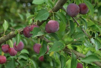 Nutritie: beneficiile consumului de corcoduse rosii