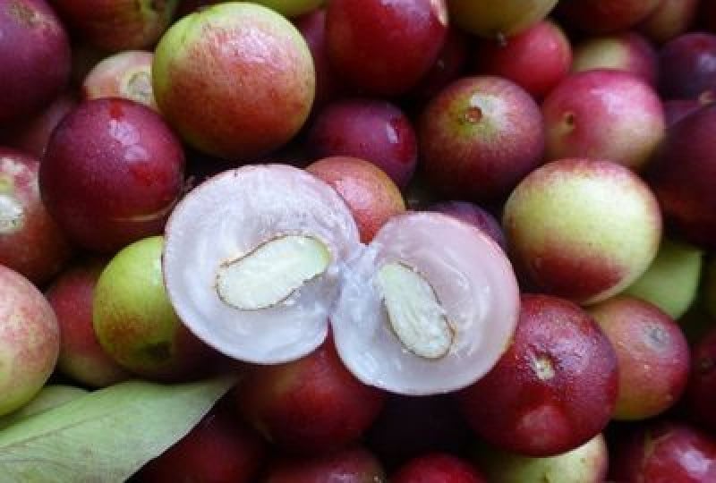Myrciaria dubia: Un arbore cu proprietati importante pentru imunitate