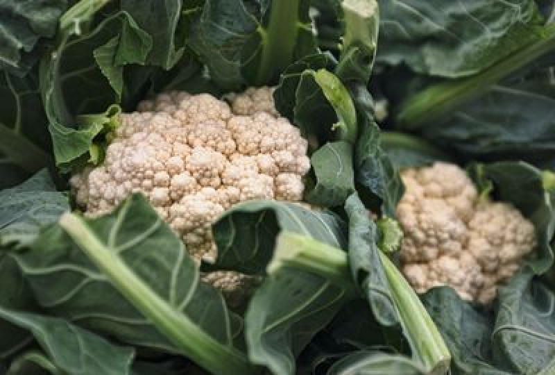 Conopida: Beneficii pentru organism, reguli de consum