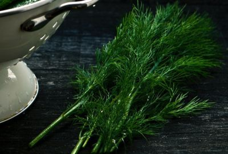 Mararul: planta aromatica cu multiple beneficii pentru sanatate