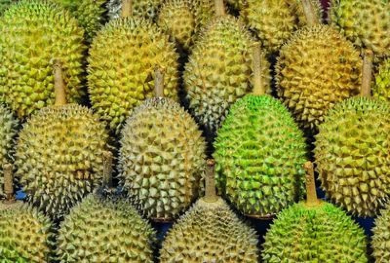 Durian: fructul cu efecte anticancerigene, reguli de consum