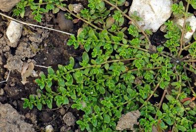 Plante medicinale: Frunzele de Feciorica, beneficii pentru rinichi si aparatul urinar