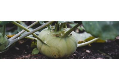 Gulia beneficii organism, modalitati de consum, contraindicatii