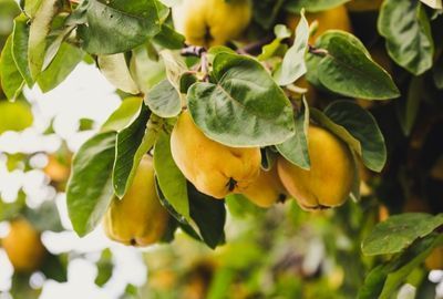 Gutuia: beneficii, continut nutritional si mod de consum