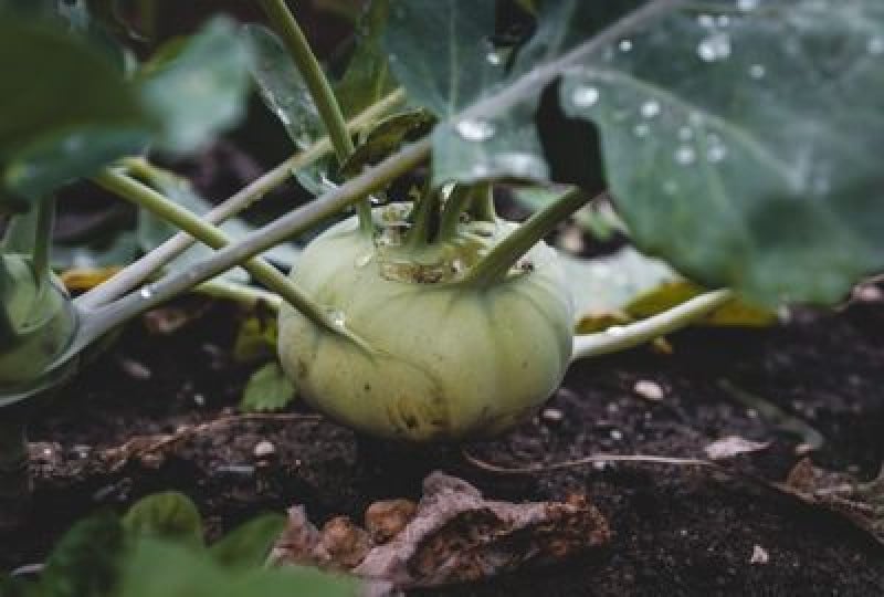Gulia: beneficii organism, modalitati de consum, contraindicatii