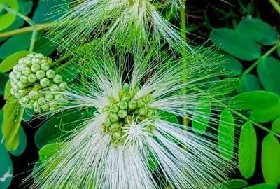 Arborele de matase: beneficii uimitoare in medicina homeopata