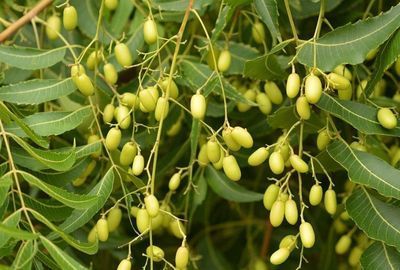 Arborele Neem: beneficiile sale pentru sanatatea orala si ingrijirea parului