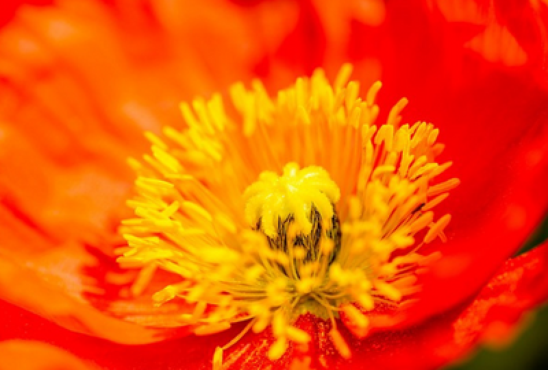 Tropaeolum majus: O floare cu proprietati antiinflamatorii si calmante pentru ten