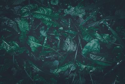 Nutritie: Cum te ajuta ceaiul de patlagina, contraindicatii