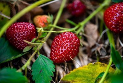Nutritie: Capsunile, beneficii pentru organism, contraindicatii de consum