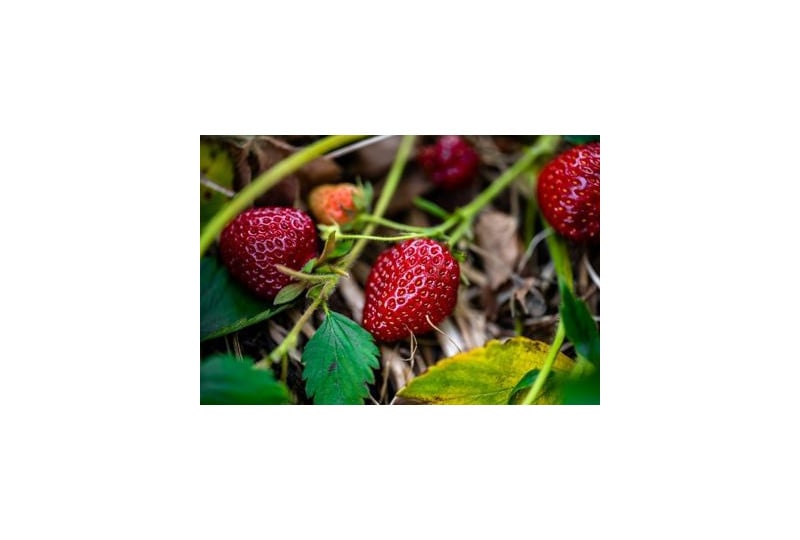 Nutritie: Capsunile, beneficii pentru organism, contraindicatii de consum