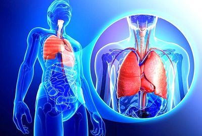 Sistemul respirator: De ce avem nevoie de trahee, care sunt bolile asociate