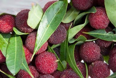 Yangmei: Un fruct cu proprietati antioxidante si anticancerigene