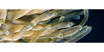 Lithothamnion calcareum: o alga bogata in calciu si magneziu, cum o recunosti