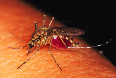 Leishmanioza: O infectie parazitara transmisa de tantari, complicatii ale bolii, cum o putem evita