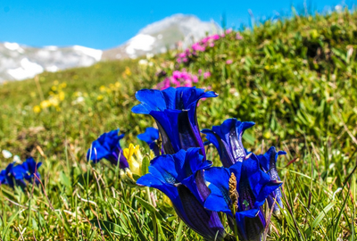 Gentiana: o planta cunoscuta pentru efectele sale digestive, tonice si antiparazitare