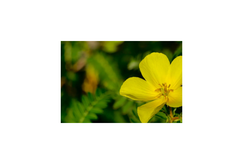 Coltii babei sau Tribulus Terrestris: beneficii, proprietati, utilizari medicale