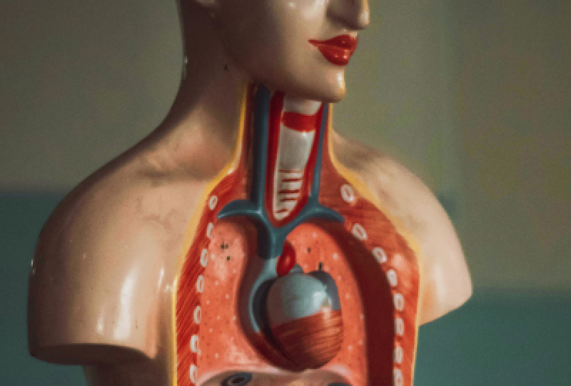 Acalazia cardiei: Cum apare aceasta afectiune, factori de risc, cum o putem preveni