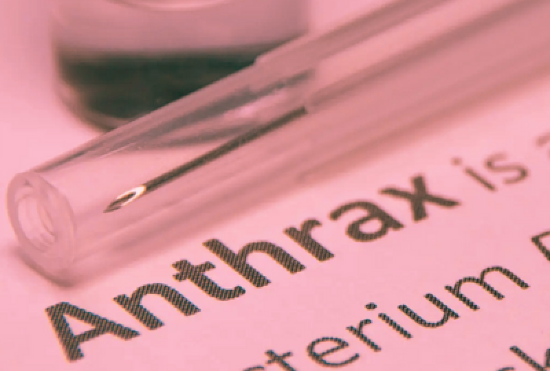 Antraxul: Cum recunosti bacteria, complicatii ale infectiei,  optiuni de tratament