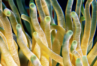 Lithothamnion calcareum: o alga bogata in calciu si magneziu, cum o recunosti