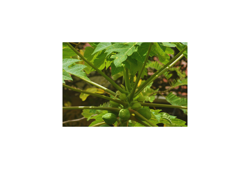 Guarana: Cum recunosti planta, proprietati, beneficii, contraindicatii de consum
