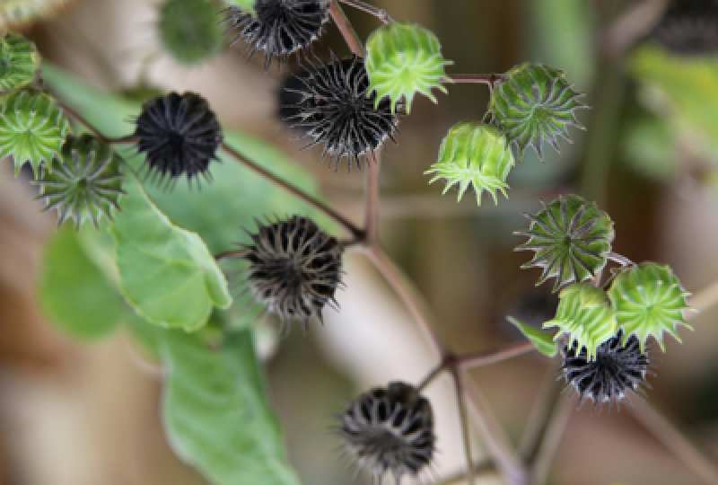 Gymnema sylvestre: o planta indiana cu efecte hipoglicemiante, cum trebuie folosita