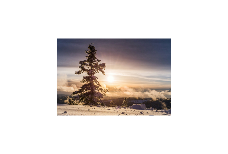 pere-de-pin-conifer