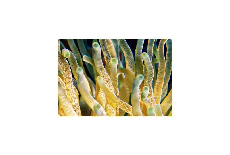 Lithothamnion calcareum: o alga bogata in calciu si magneziu, cum o recunosti