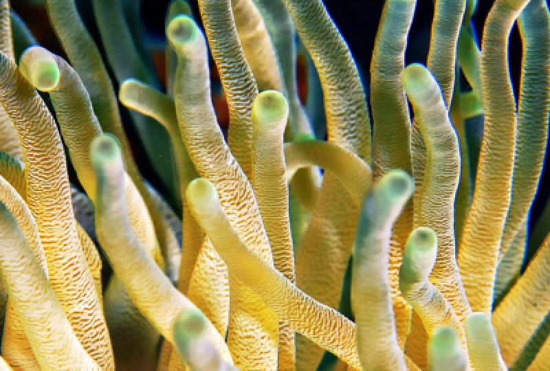 Lithothamnion calcareum: o alga bogata in calciu si magneziu, cum o recunosti
