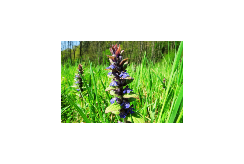 Ajuga: Cum recunosti planta, cum ajuta tiroida, reguli de consum