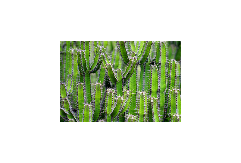 Hoodia gordonii: o planta care stimuleaza metabolismul si te ajuta sa slabesti