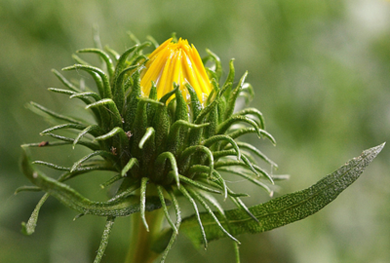 Grindelia: o planta care te ajuta sa ameliorezi simptomele de tuse
