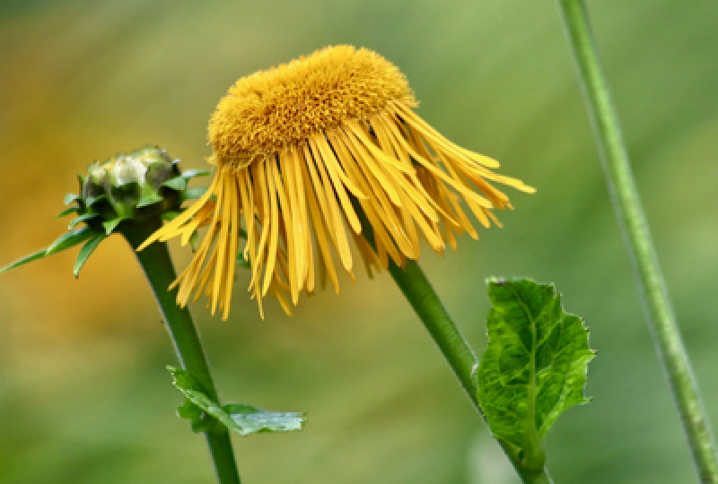 Inula Helinum: o planta cu efecte diuretice, antiinflamatorii si antihemoroidale