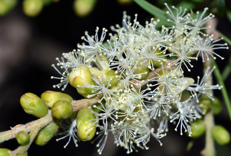 Arborele de gomenol: o planta cu proprietati antiseptice, antiinflamatorii si cicatrizante