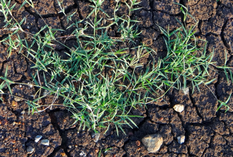 Planta Cynodon Dactylon: Cum o recunosti, o iarba cu efecte cicatrizante si antiseptice