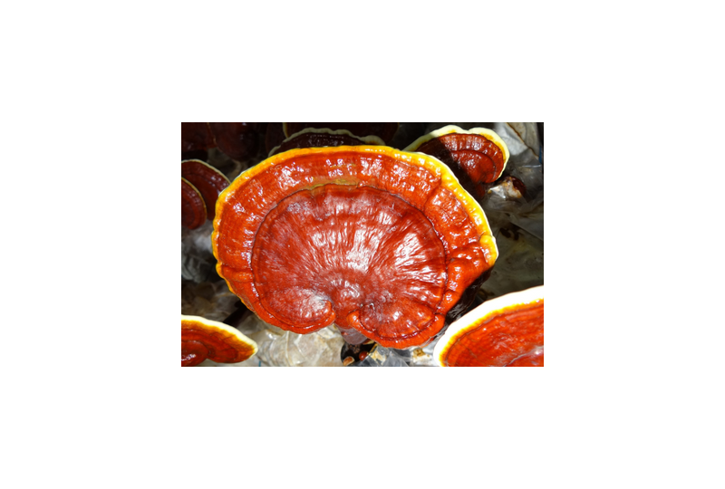 Ce sunt ciupercile reishi si cum se pot consuma?
