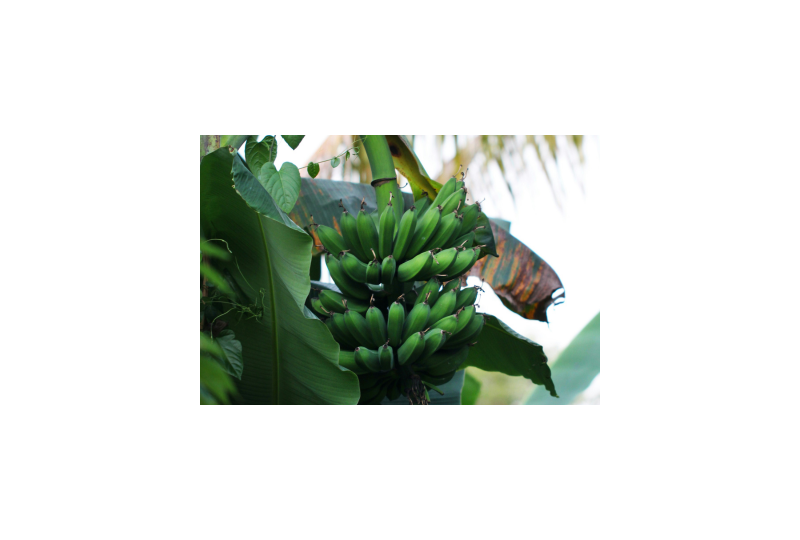 Bananele plantain sau bananele verzi: Beneficii pentru organism, reguli de consum