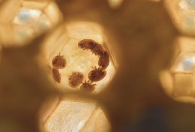 Albendazolul: Cum se foloseste corect si de ce se recomanda in infestarile cu paraziti intestinali
