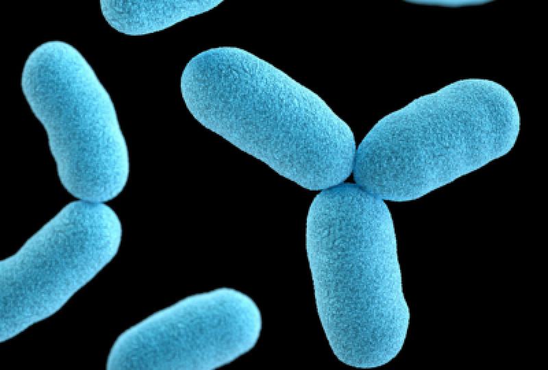 Leptospiroza: De ce apare boala, complicatii ale afectiunii si masuri de preventie