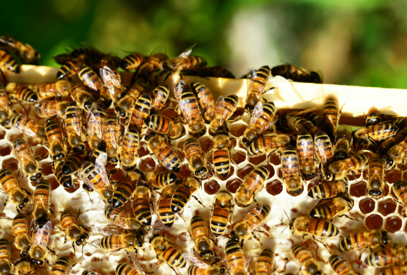 Pastura de Albine: Beneficii pentru organism, cum o recunosti, reguli de consum